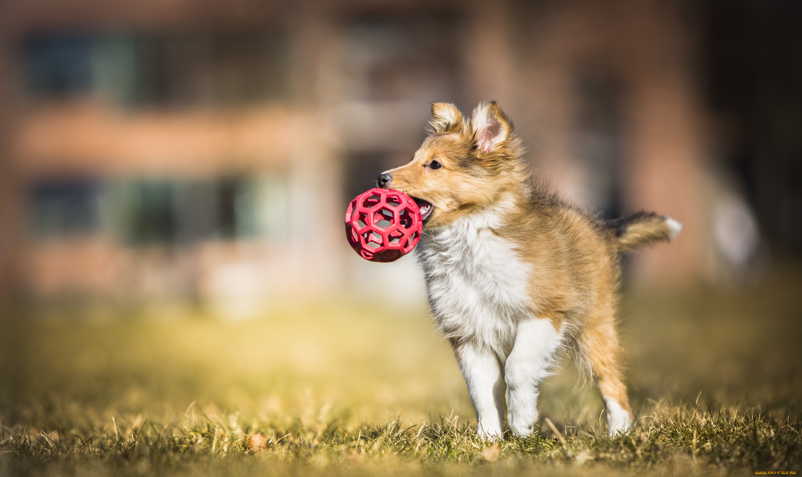 Игрушка щенок интерактивный в голубом шарфике с поводком купить по цене 1 руб